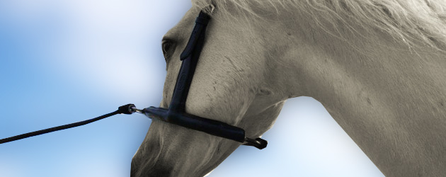 3er Set Unterlagen / Polster für den Horsebodyformer und das Mobility Bridle / Kopfstück