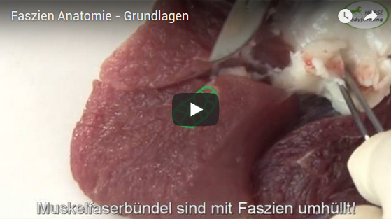 Faszien Anatomie und Grundlagen mit Franz Grünbeck